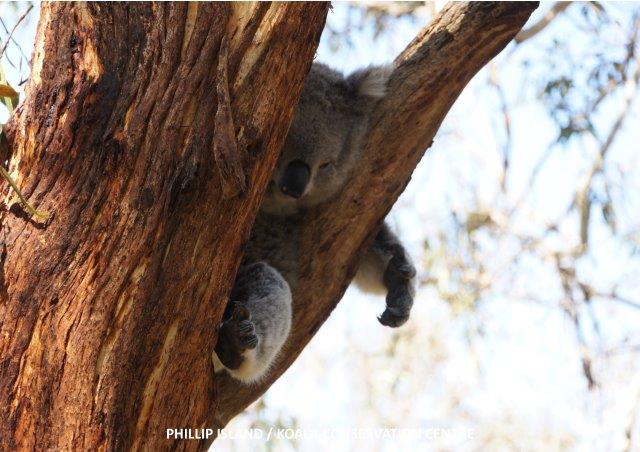 Koala 2