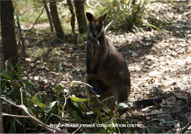 Wallabie